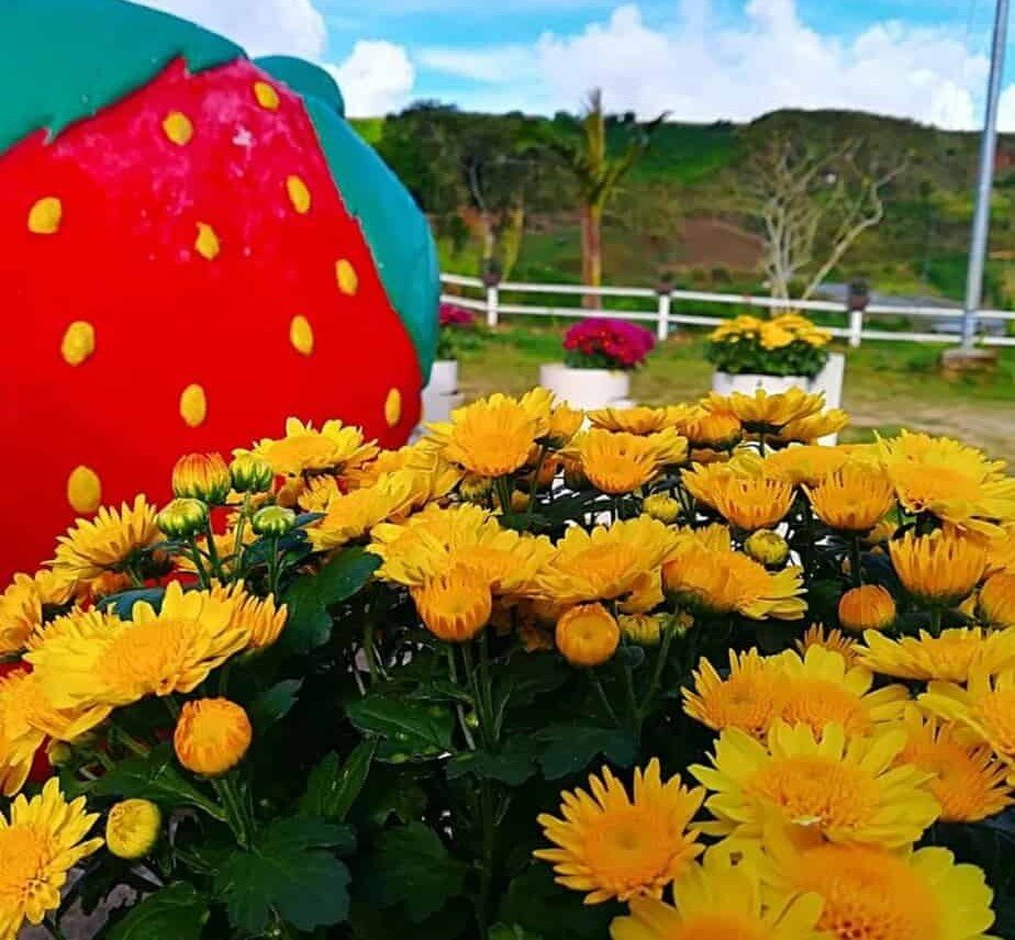 strawberry farm kundasang entrance fee