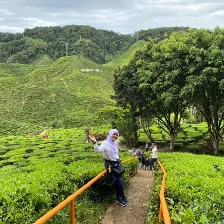 10 Tempat Menarik Di Tanah Rata Cameron Highlands Teamtravel